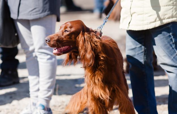 куче щастливо