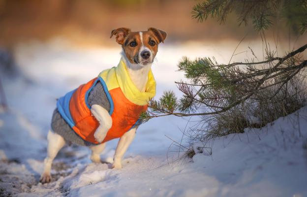 куче зима студ