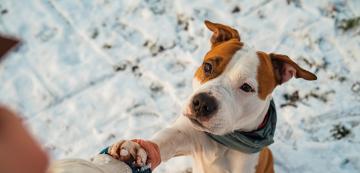 6 знака, че на кучето ви му е студено