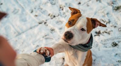 куче зима студ