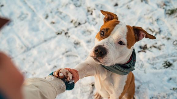 куче зима студ