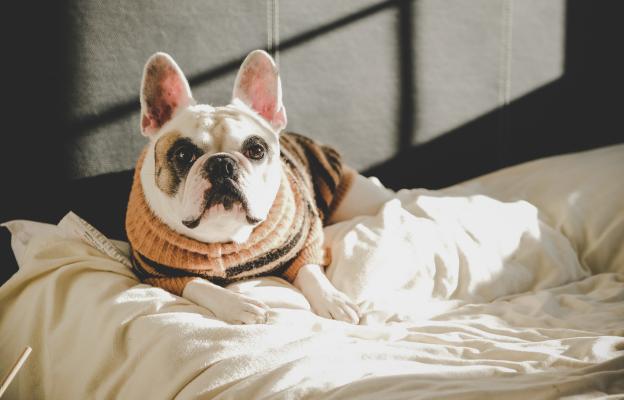 куче зима студ