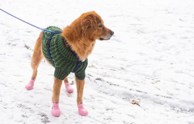 куче зима студ