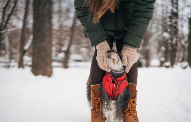 куче зима студ