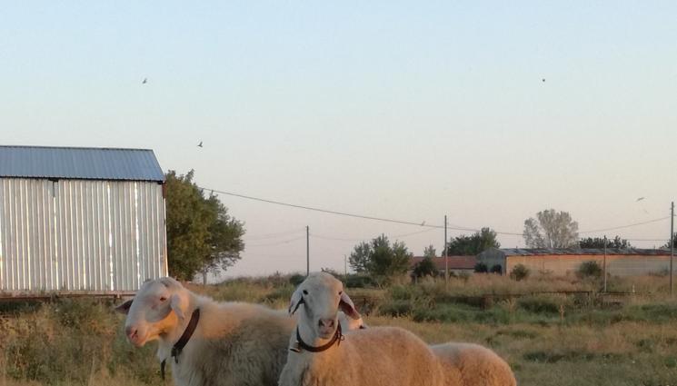 Овцевъд ветеринар - Ветеринарен лекар развъжда 200 овце в семейна ферма