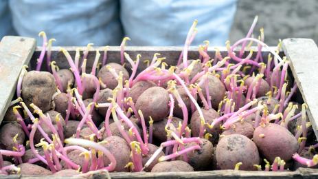 рътене на картофи