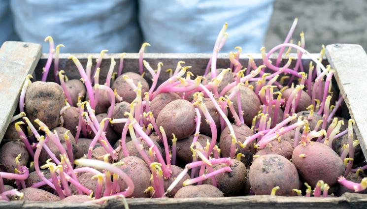 рътене на картофи - Рътенето вдига реколтата с до 30%  при средно големите картофи