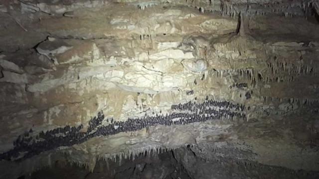 Рядък прилеп обитава пещера Бисерна в Шуменското плато