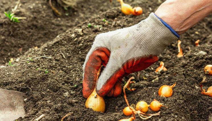 арпаджик - Календар на градинаря: През февруари садим пролетен лук и чесън на открито