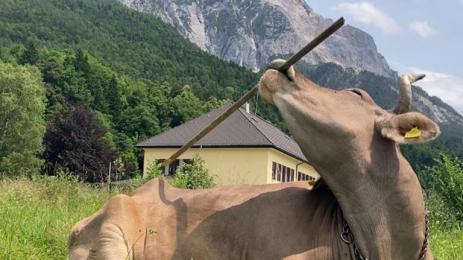 КРАВАТА ВЕРОНИКА