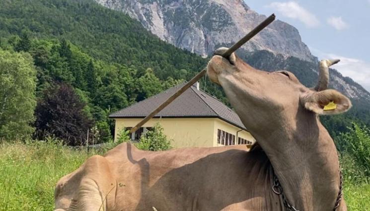 КРАВАТА ВЕРОНИКА - Кравата Вероника използва пръчката за гребен