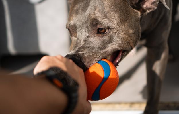 Американски питбул териер