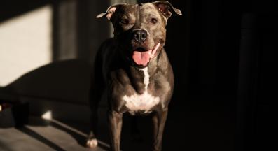 Американски питбул териер