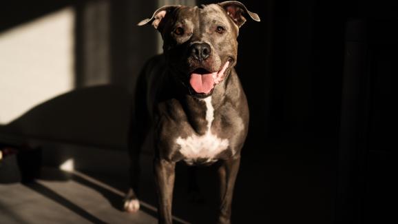 10 кожни проблема, които собствениците на Питбули не бива да пренебрегват