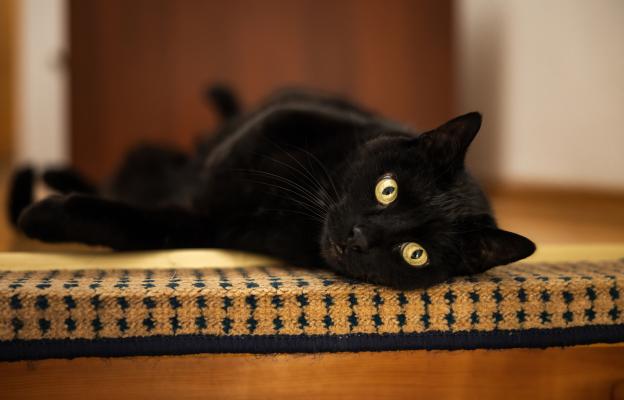 Домашна котка