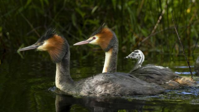 Неочакван хищник: Евтаназираха диви патици, хранили се със защитен вид пиленца в Нова Зеландия