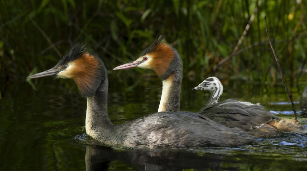 Неочакван хищник: Евтаназираха диви патици, хранили се със защитен вид пиленца в Нова Зеландия
