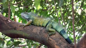 Редкият студ в американския щат Флорида е довел хиляди игуани