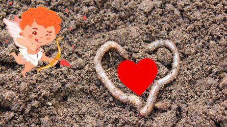 червей свети валентин