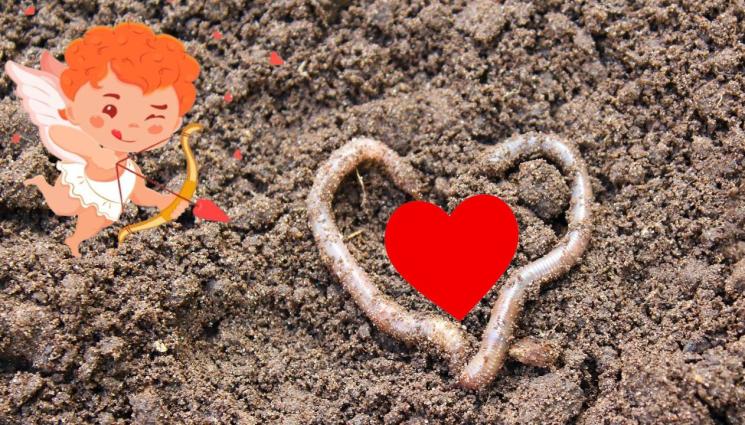 червей свети валентин