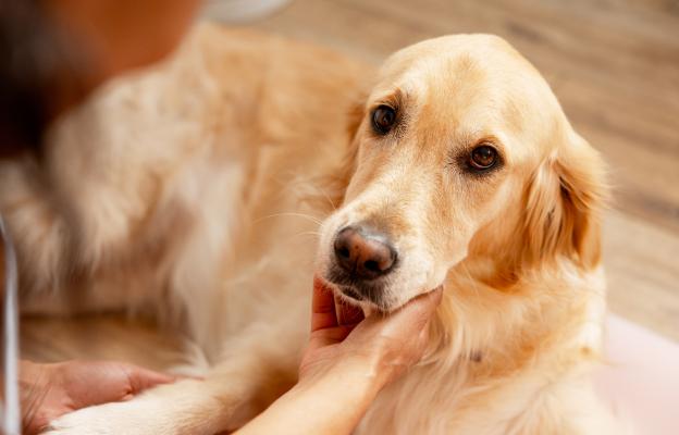 куче човек щастие