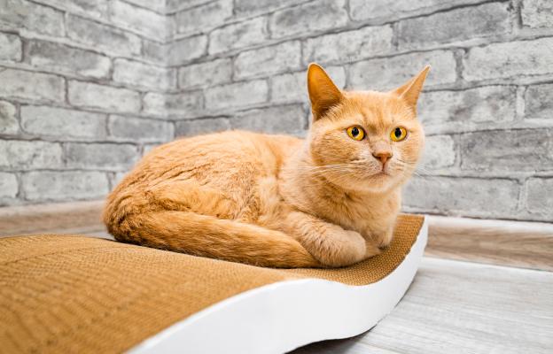 Домашна котка