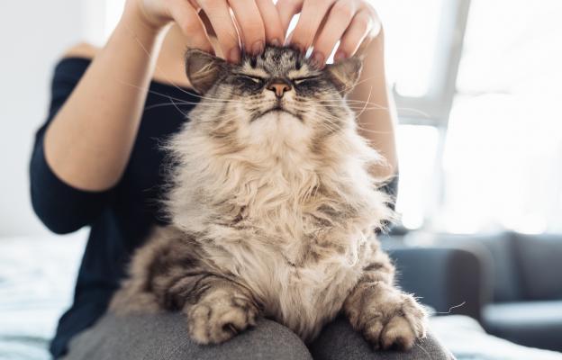 Домашна котка