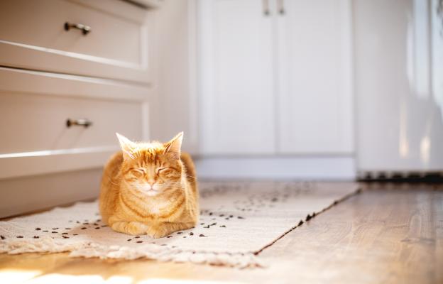 Домашна котка