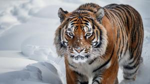 сибирски тигър