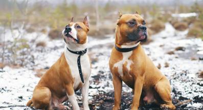 Питбул териери