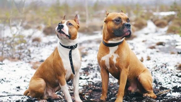 Питбул териери