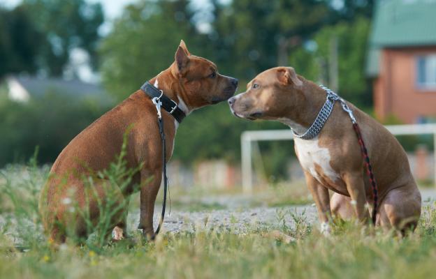 Питбул териери