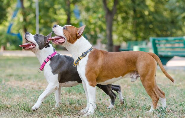 Питбул териери