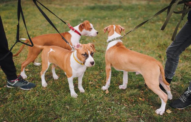 Питбул териери