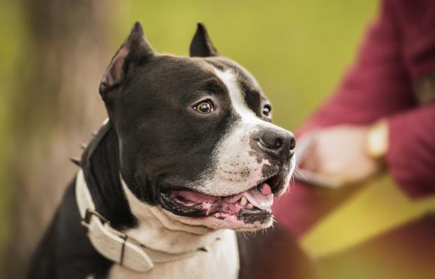 Питбул териери