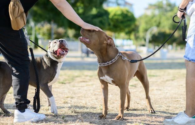 Питбул териери