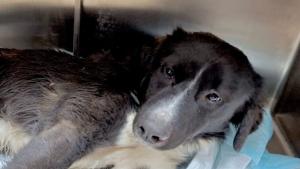 Ранено куче в късните часове в сряда обедини много хора които