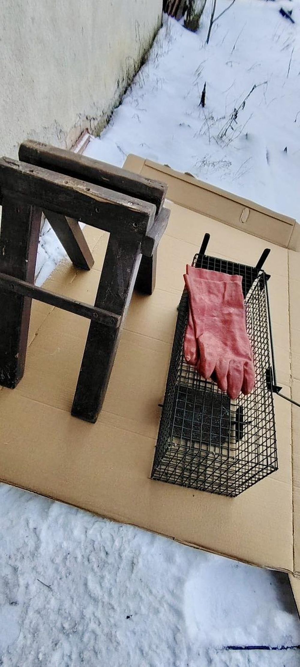 Мястото за мъчения на животни в Свищов