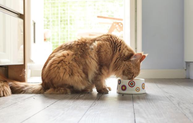 Котка се храни