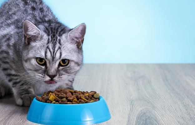 Котка се храни