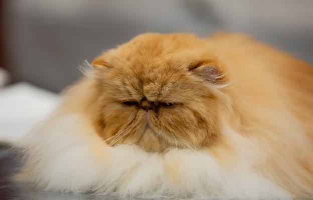 Котка се храни