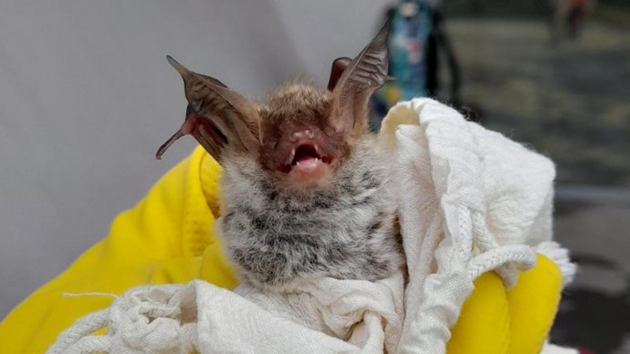 Прилепни колонии в пещера "Бисерна"