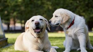 Трогателен клип за спасяването на две бездомни кучета попаднали в