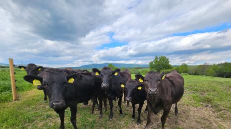 Японски телета