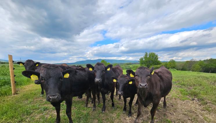 Японски телета - Най-скъпите телета - Vagu отглеждат в Дълбок дол