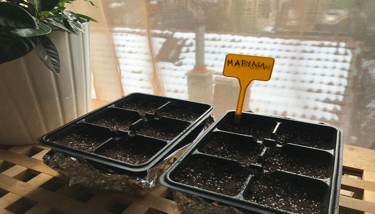 Разсади - Сеем спанак и маруля