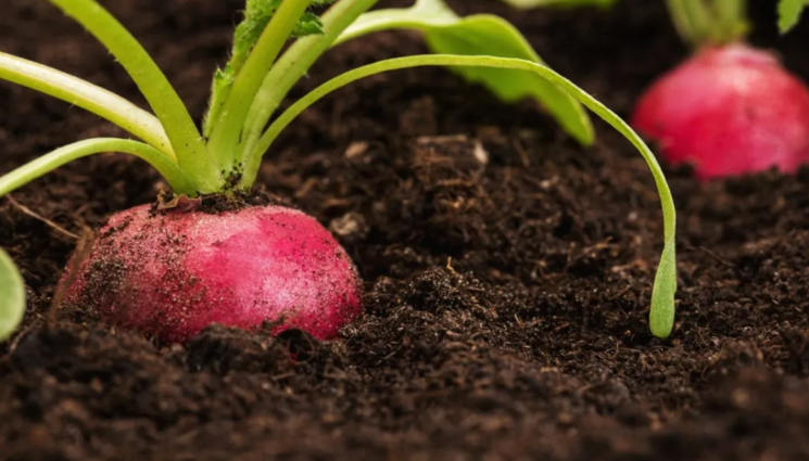 Репички - Репичките стават лютиви в сбита почва