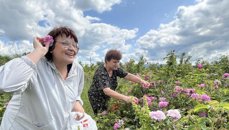 Розова долина - Долината на розите става визитката на България