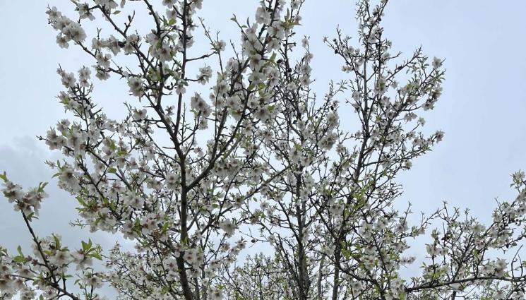 Време - Опасност да цъфнат бадем, кайсия и праскова