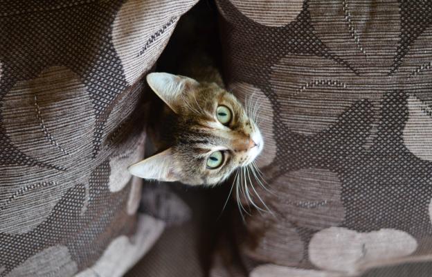 Котка в чанта